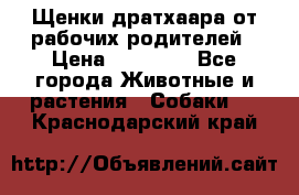 Щенки дратхаара от рабочих родителей › Цена ­ 22 000 - Все города Животные и растения » Собаки   . Краснодарский край